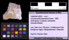 Foto (Objekt + Etiketten) von Goniodromites bidentatus (Reuss, 1859) (NHMW-GEO-1990-0041-0029)